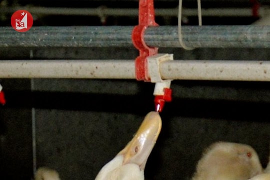 Thu tiền tỷ mỗi năm từ nuôi vịt trong nhà