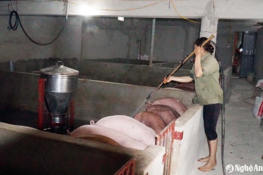 Người chăn nuôi mòn mỏi chờ nhận tiền hỗ trợ sau dịch bệnh