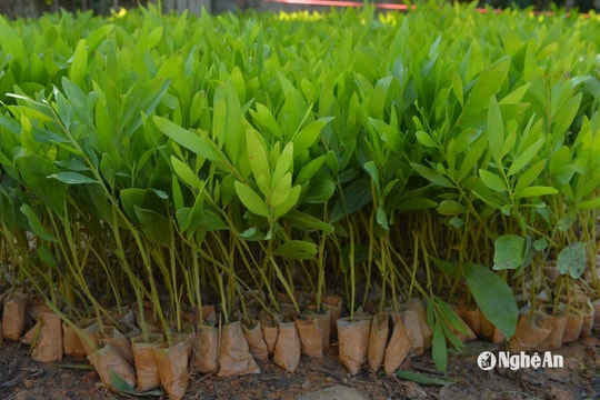 Keo giống ở Tân Kỳ ế ẩm