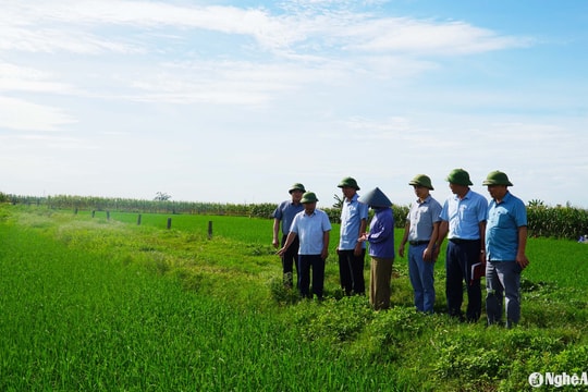 Lãnh đạo tỉnh Nghệ An chỉ đạo khắc phục lúa hè thu thiệt hại do mưa lớn