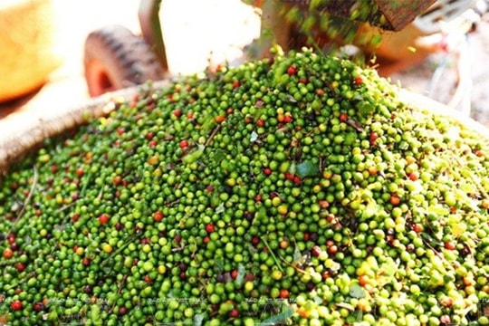 Giá tiêu hôm nay 12/11/2024: Giá tiêu Bình Phước giảm nhẹ 500 đồng/kg