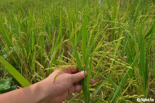 Nghệ An có khoảng 3.500 ha lúa chét