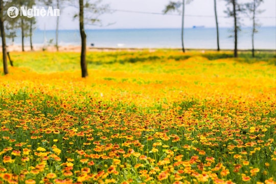 Dự báo thời tiết Nghệ An ngày 10/6