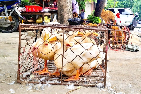 Thị trường Tết Đoan ngọ: Mua sắm online chiếm ưu thế