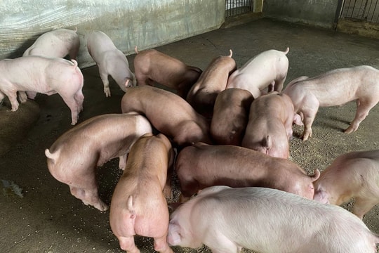 Giá lợn hơi hôm nay 21/10/2024: Tiếp tục giảm tại nhiều nơi