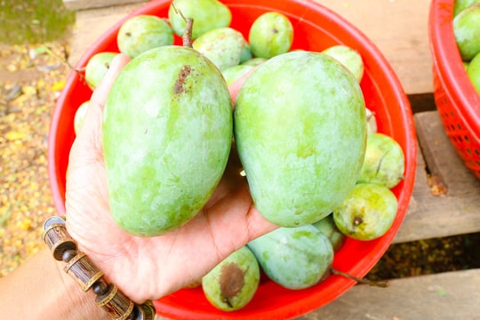 Xoài Tương Dương được mùa, được giá