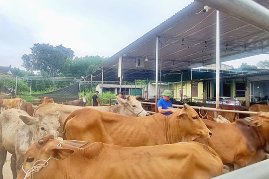 Giá trâu bò tăng nhẹ, người chăn nuôi vẫn chưa mặn mà