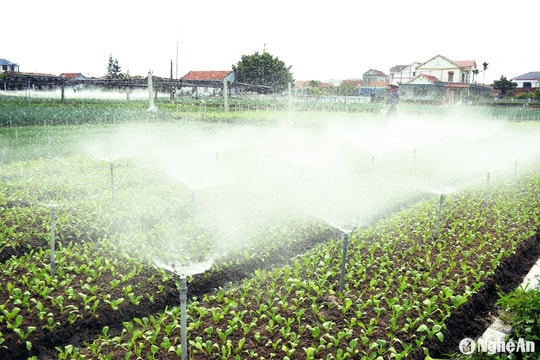 Nắng nóng, nông dân Quỳnh Lưu tăng tần suất tưới béc phun mưa cho rau