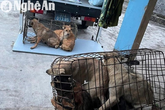 Công an huyện Yên Thành triệt xóa ổ nhóm trộm chó, bắt giữ 3 đối tượng