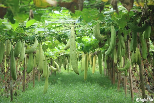 Nông dân Nghệ An thu về 200 triệu đồng/ha từ mướp lấy xơ