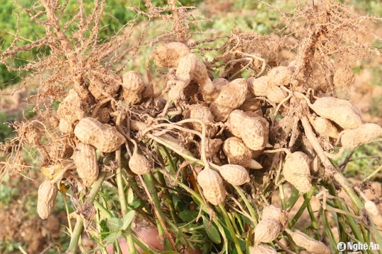 Mùa lạc thất thu ở vùng rốn lũ Hưng Nguyên