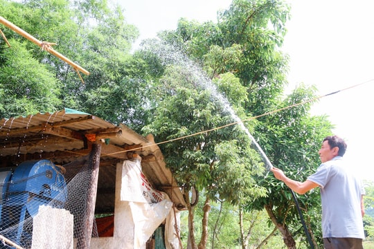 Vùng cao Nghệ An bảo vệ cây trồng, vật nuôi trong nắng nóng cực đỉnh