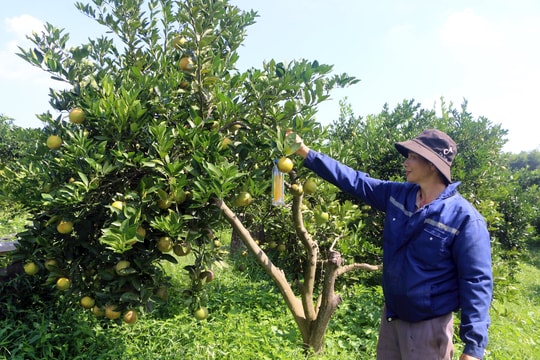 Còn quá ít nông sản được xây dựng mã vùng trồng