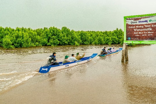 25 ha cánh rừng Net Zero Cà Mau tái sinh từ sức sống kỳ diệu