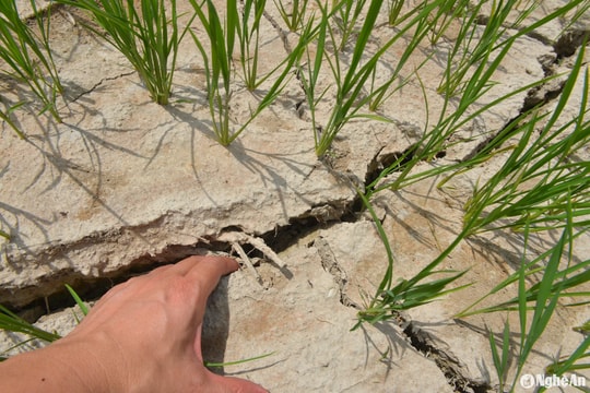 350 ha lúa ở Nghi Lộc bị hạn nặng do nắng nóng kéo dài