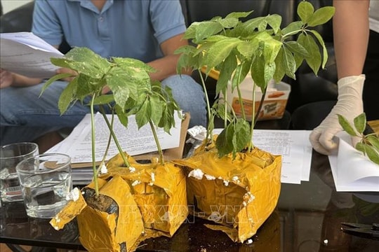 Khởi tố đối tượng bán cây giống sâm Ngọc Linh giả