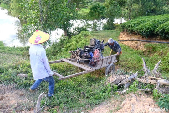 Nông dân Nghệ An 'chạy đua' với nắng nóng kéo dài để cứu cây chè