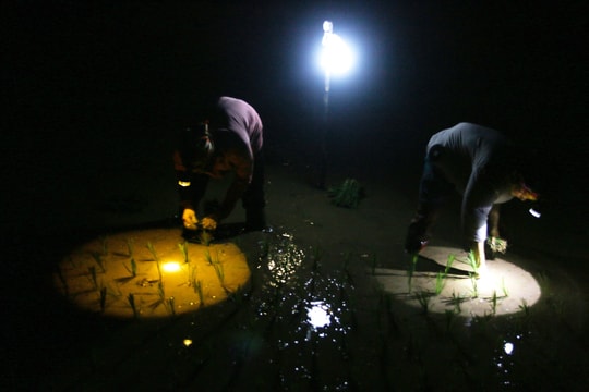 Người nông dân vùng cao Nghệ An 'đội đèn' cấy lúa đêm