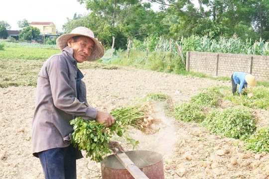 Rốn lũ Hưng Nguyên thất thu mùa lạc