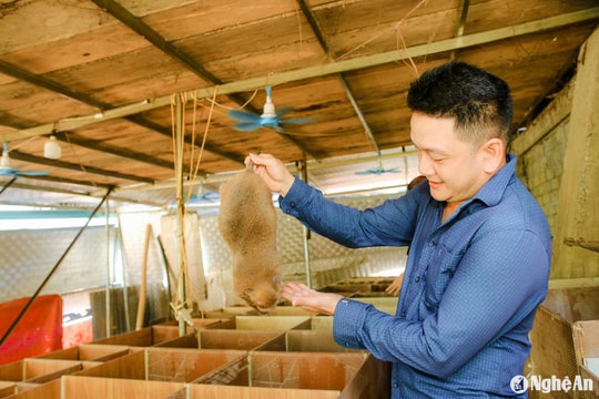 Mạnh dạn nuôi dúi, hộ dân vùng biên xứ Nghệ thu hàng trăm triệu đồng/năm