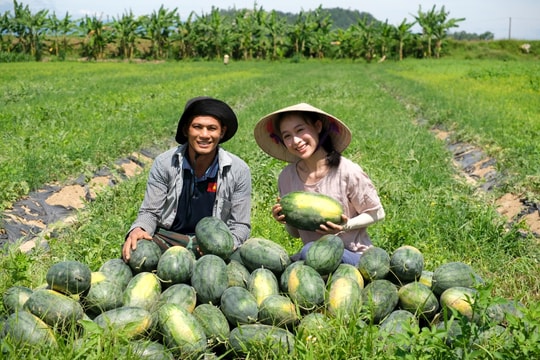 Nông dân Nghệ An livestream bán hàng tại ruộng