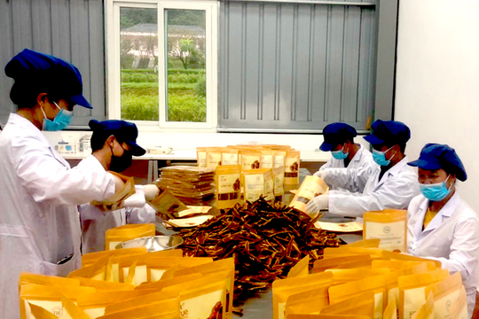 Chế biến sâu, đưa thảo dược Nghệ An vươn tầm