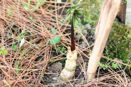 Triển vọng thương hiệu sâm xứ Nghệ