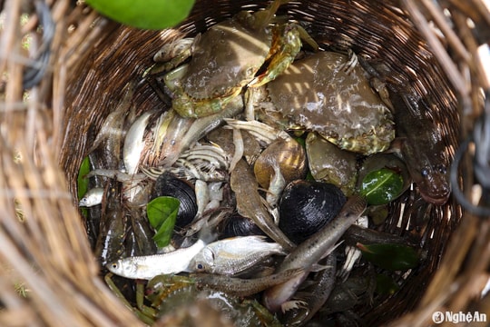 Săn đặc sản dưới rừng bần Hưng Hòa