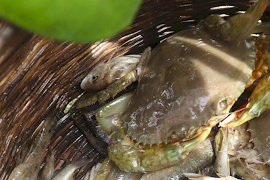 Mưu sinh dưới rừng bần Hưng Hòa