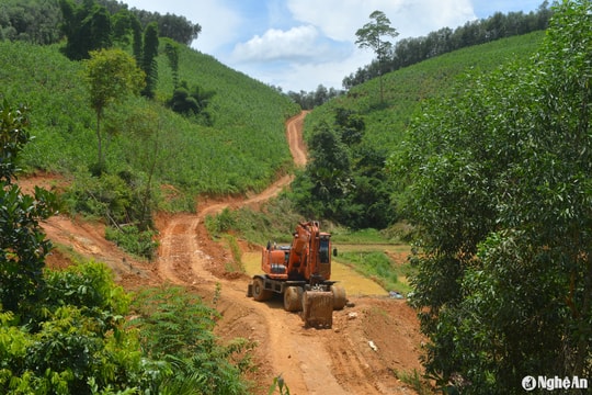 Nghệ An cần sớm làm đường lâm nghiệp để nâng cao giá trị rừng trồng