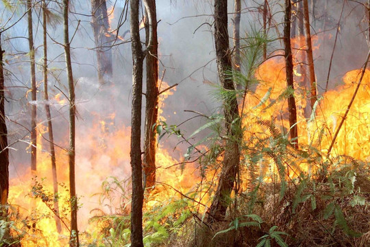 7 địa phương ở Nghệ An ở mức cảnh báo cháy rừng nguy hiểm