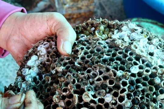 Người dân Nghệ An kiếm ‘tiền tươi’ từ tổ ong vang