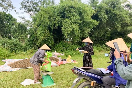 Nông dân Nghệ An 'thu lãi kép' từ ốc bươu vàng