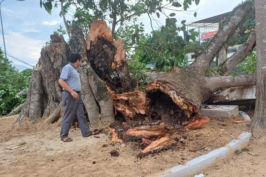 Cây đa di tích lịch sử hơn 300 tuổi ở Nghệ An bị gãy đổ