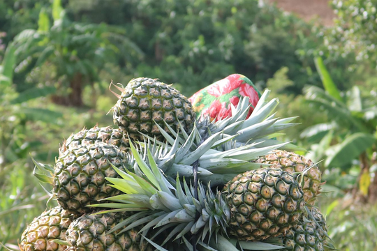 Dứa mật Kỳ Sơn được mùa, được giá