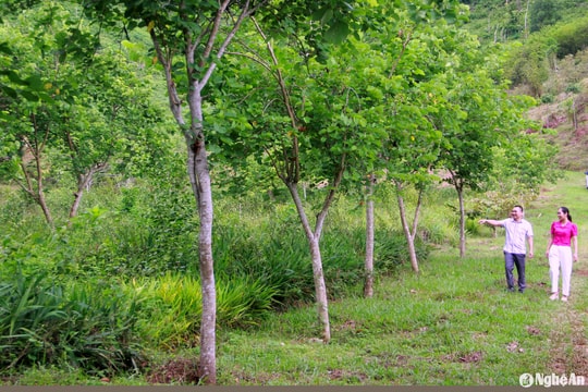 Khu rừng hàng ngàn cây bản địa tạo điểm du lịch sinh thái ở miền Tây Nghệ An