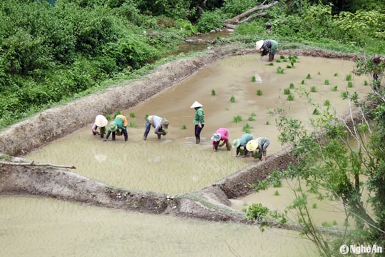 Nhộn nhịp vụ mùa ở vùng biên xứ Nghệ