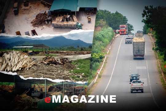 Những vấn đề ‘ẩn’ sau các xưởng gỗ dăm không phép