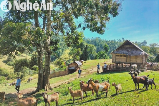 Quế Phong đẩy mạnh hỗ trợ nông dân phát triển mô hình sinh kế