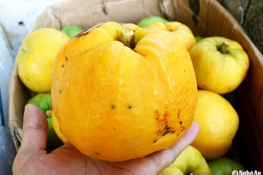 Thứ quả đặc sản ở Thanh Chương đắt hàng ngày nắng nóng