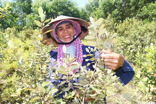 Chộn rộn mùa sim