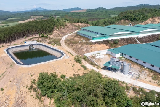 Cá lại chết hàng loạt trên dòng khe Sào (Nghĩa Đàn)