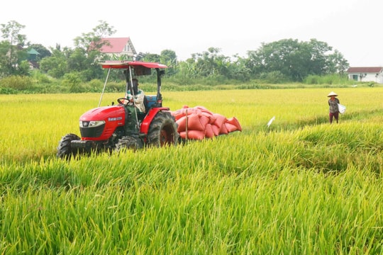 Đất nông nghiệp do cá nhân sử dụng được quy định như thế nào trong Luật Đất đai 2024?