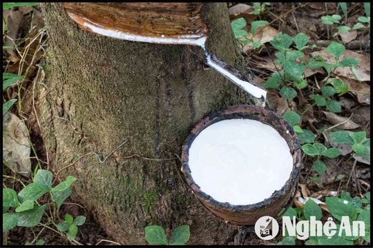 Giá mủ cao su ở Nghệ An trở lại thời hoàng kim