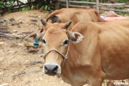 Hàng trăm hộ nghèo Quỳ Châu được trao 'cần câu' tạo sinh kế