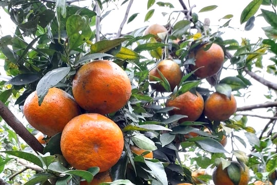 Bảo tồn giống cam bù sen và Xã Đoài xứ Nghệ