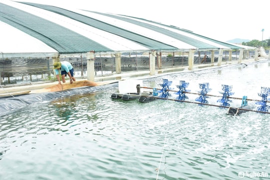 Nông dân nuôi tôm Nghệ An chủ động ứng phó với mưa gió