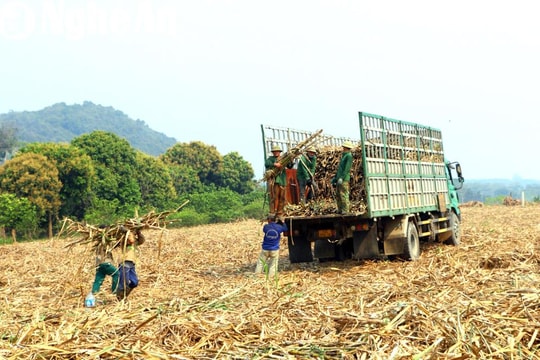 Quy định mới về đất do các công ty nông, lâm nghiệp quản lý, sử dụng