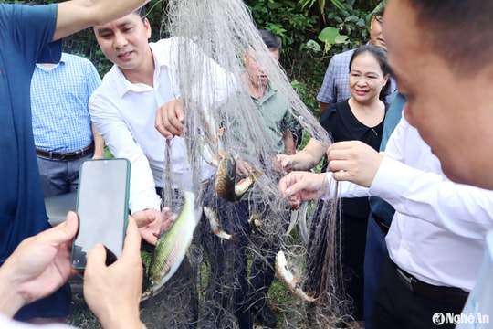 Hiệu quả từ bảo tồn nguồn lợi cá mát ở Quỳ Châu