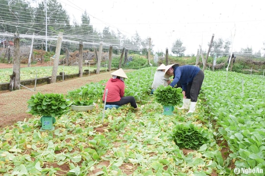 Nông dân Nghệ An thu hoạch nông sản ‘né’ mưa lớn sau bão